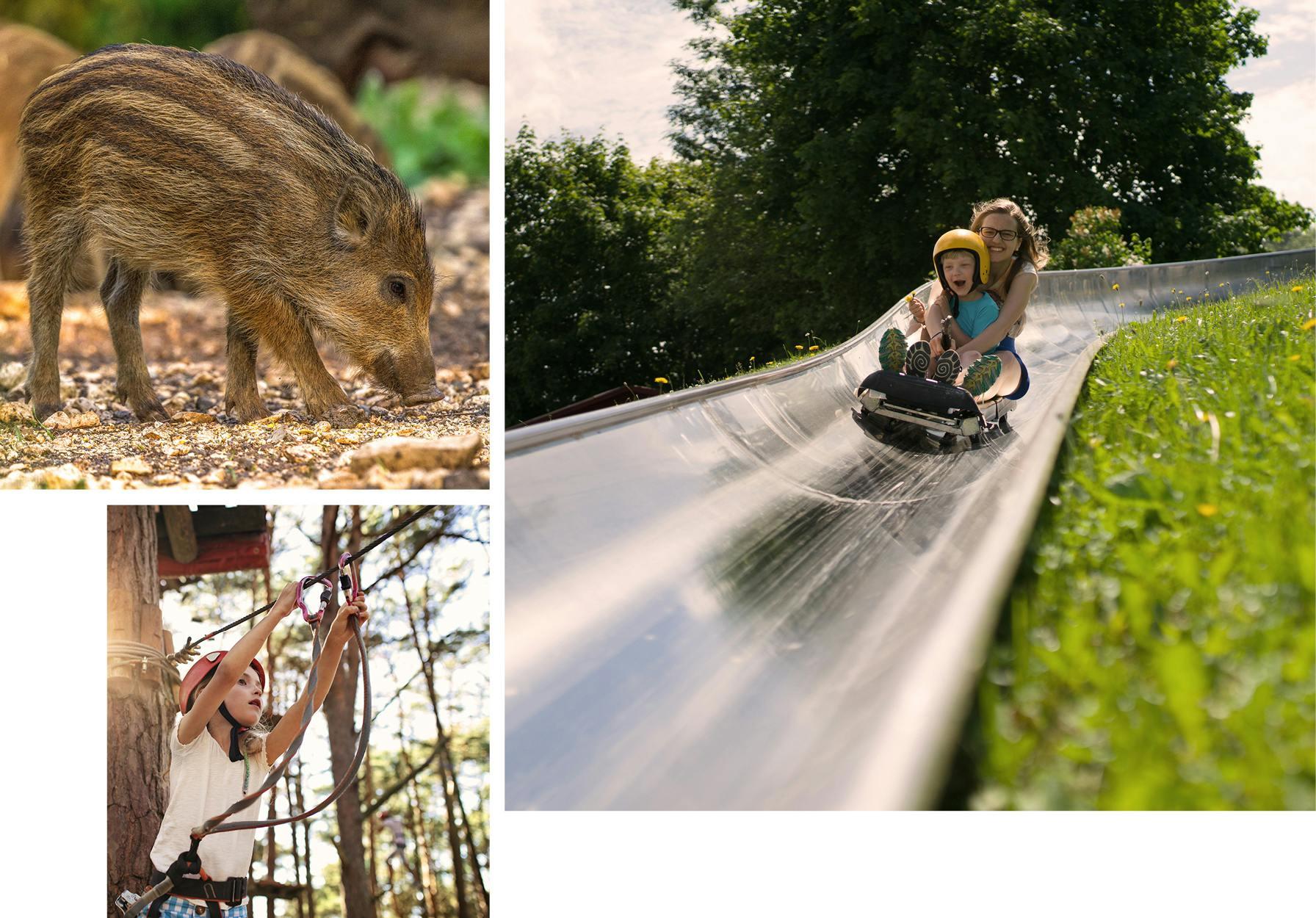 Collage aus Bildern von der Rodelbahn, Wildschweinen und Kind im Klettergarten